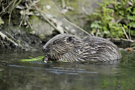 Eurasian beaver, European beaver (Castor fiber), feeding on grass on the bank of a stream, Canton of Zug, Switzerland