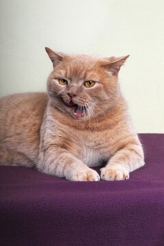Ginger British Shorthair, tomcat, Germany