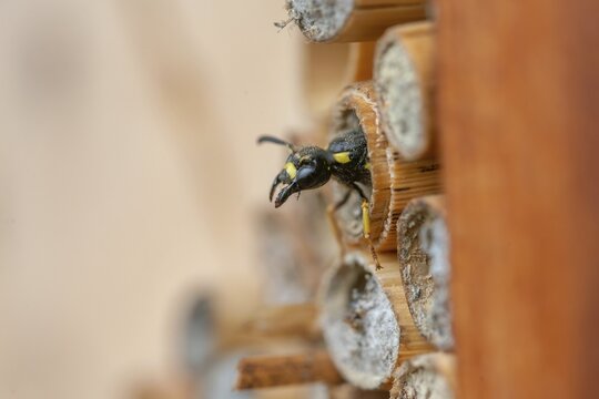 Large stem wasp, hymenoptera, clay wasp, wall clay wasp, Odynerus nidulator, Symmorphus murarius, wrinkle wasp, female, insects, female
