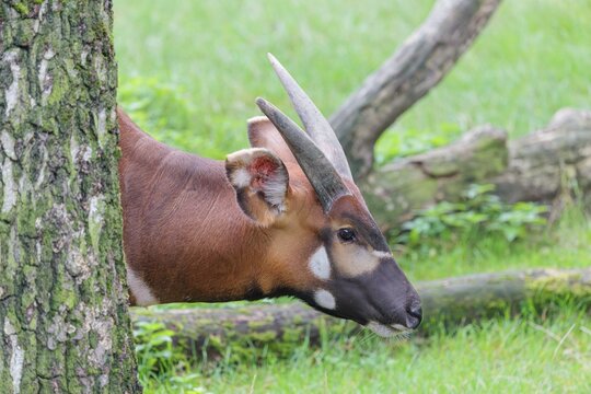 Portrait of an Eastern Bongo (Tragelaphus eurycerus isaaci) shyly hiding behind a tree