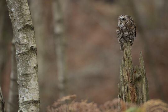 Tawny owl (Strix aluco) adult bird on a tree stump in a woodland in the autumn, England, United Kingdom
