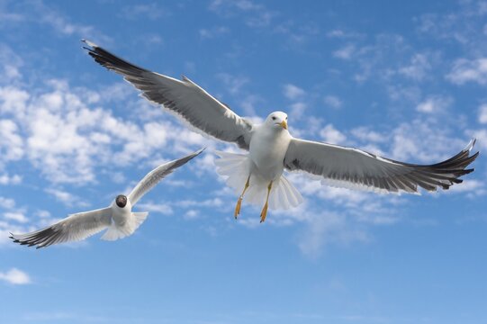 European herring gull (Larus argentatus) in flight against blue sky, sea, coast, North Sea, Netherlands