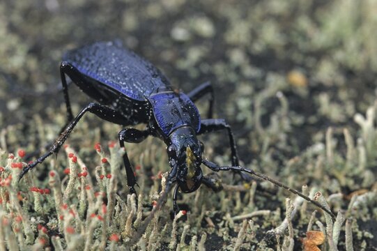 Blue ground beetle, blue ground beetle, carabus intricatus, beetle, insects, beetles