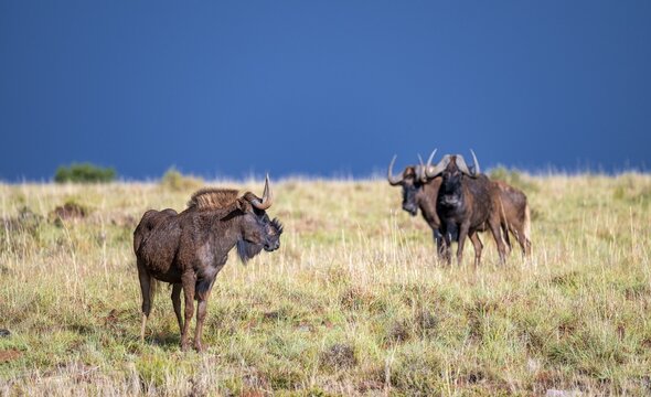 White-tailed wildebeest (Connochaetes gnou), adult, Mountain Zebra National Park, Eastern Cape, South Africa