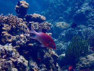 Vibrant red soldierfish swims near a dense coral reef wall. A close-up underwater wildlife shot revealing the detailed scales and large eye of this tropical marine species. © Houston