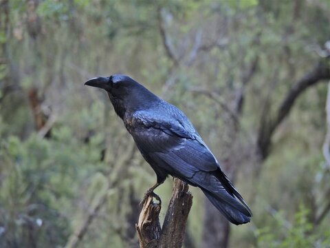 Canary Island Raven (Corvus corax canariensis) sitting on a branch in a green, wooded environment, La Palma, Canary Islands, Canary Islands, Spain