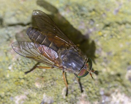 Brake spec., hybomitra spec., diptera, insects, two-winged birds