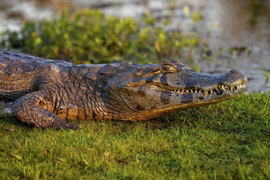 Yacare caiman (Caiman yacare), near Cambyret&aacute;, Esteros del Iber&aacute;, Corrientes Province, Argentina
