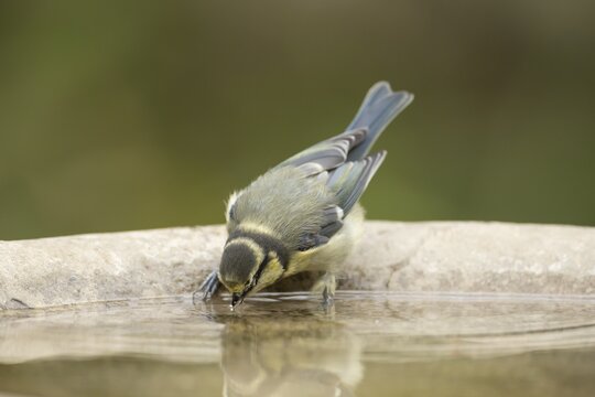 Blue tit (Cyanistes caeruleus) adult garden bird drinking water from a bird bath, England, United Kingdom