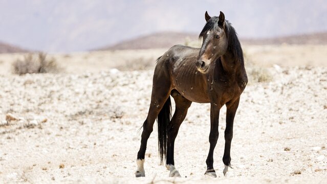 Wild horse (Equus caballus), Namib horse, Garub, Namibia