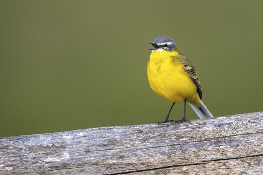 Yellow Wagtail (Motacilla flava), Lembruch, Lower Saxony, Germany