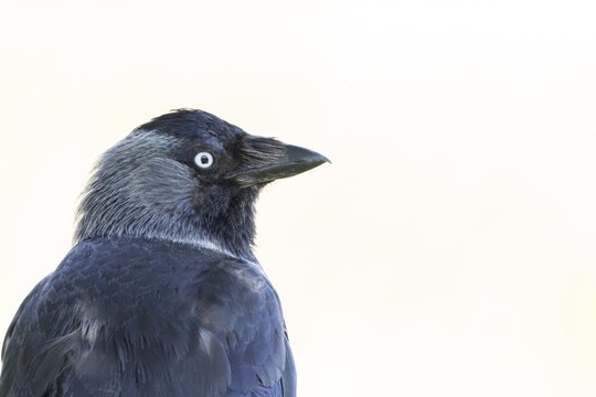 Jackdaw (Corvus monedula) adult bird head portrait, England, United Kingdom