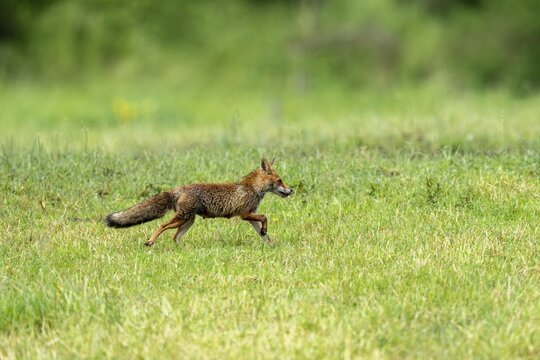Red fox (Vulpes vulpes), Vulkaneifel, Rhineland-Palatinate, Germany