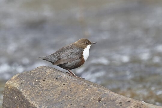 A white-throated dipper (Cinclus cinclus) stands on a rock in the middle of a stream, holding its prey, it is the only native songbird capable of diving, wildlife, native nature, Wilnsdorf, North Rhine-Westphalia, Germany