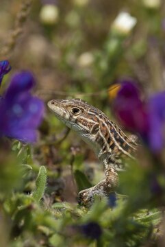 Acanthodactylus erythrurus, European fringe finger, spiny-footed lizard, critters, lizards, extremadura, high size, portrait format, reptiles, lizards, reptilia, reptiles, Spain