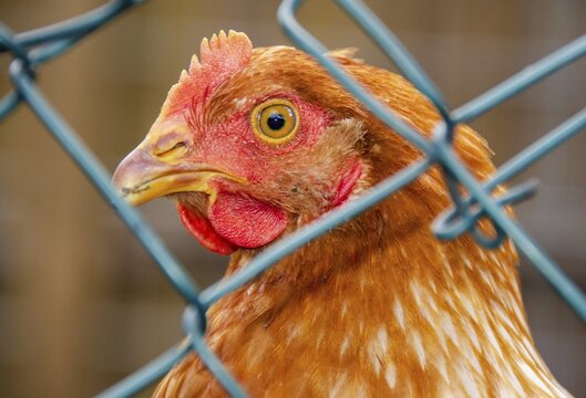 Chicken fenced in because bird flu, chicken, domestic chicken, bird, animal poultry, farm animal, fence, fenced in, eye, view, Germany