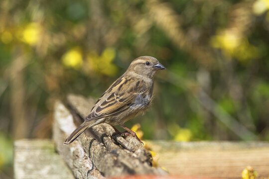 A female house sparrow (Passer domesticus) sitting on a wooden branch in the sunlight with a natural background, Baden-W&uuml;rttemberg, Germany