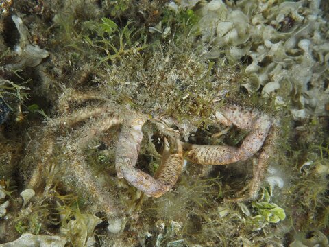 Crab, little spider crab (Maja crispata), skilfully camouflaged amongst seaweed in its natural habitat, dive site: Hausriff, Stoja, Pula, Croatia, Mediterranean Sea