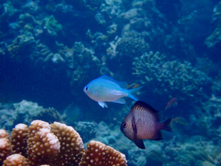 Obraz premium Blue chromis and a dark damselfish swim together in clear blue water above a coral reef. An elegant underwater wildlife shot capturing the contrast of tropical marine species.
