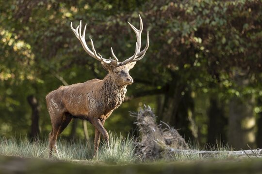 Red deer (Cervus elaphus), stag during the rutting season