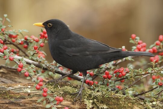 Blackbird (Turdus merula) male at the berries of the firethorn (Pyracantha) Allg&auml;u, Bavaria, Germany