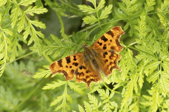 Comma butterfly (Polygonia c-album) adult insect resting on a plant leaf in summer, Suffolk, England, United Kingdom