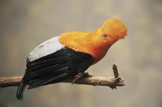 Andean cliff cock or Andean cliff bird (Rupicola peruvianus, Rupicola peruviana), male, captive, occurring in South America