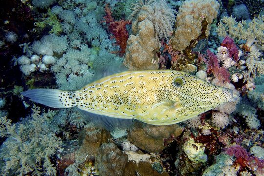 Scrawled filefish (Aluterus scriptus), Daedalus Reef dive site, Egypt, Red Sea