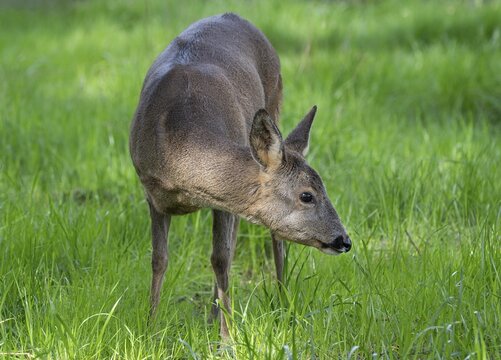 European roe deer (Capreolus capreolus) in winter coat, captive, Thuringia, Germany