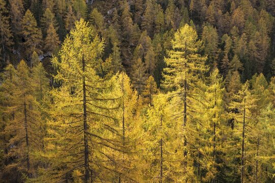 Yellow larches on the slopes of the Dachstein mountains. Autumn. Salzkammergut, Upper Austria, Austria
