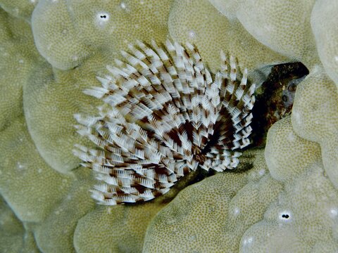 Brown and white patterned marine animal, Indo-Pacific tube worm (Sabellastarte spectabilis), on a stony coral. Dive site Gondol Reef, Gondol, Bali, Indonesia