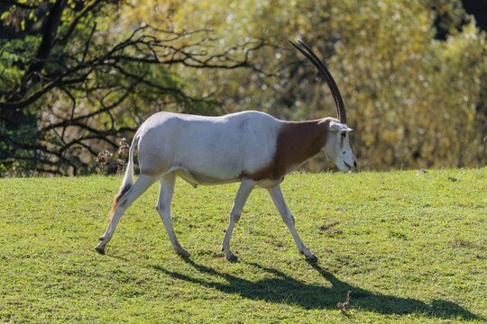 An adult male Scimitar Oryx, Oryx dammah, runs across a green meadow on a sunny day