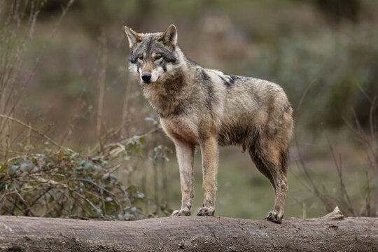 European gray wolf (Canis lupus) standing on a tree trunk, captive