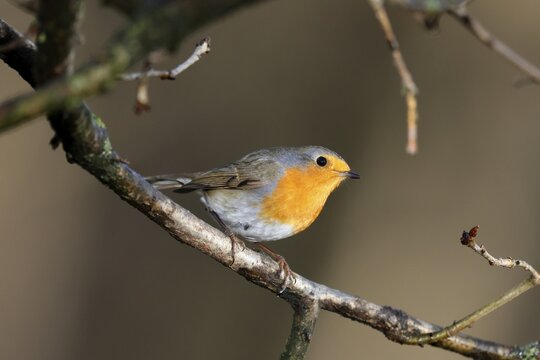 European robin (Erithacus rubecula) on a branch, wildlife, Germany