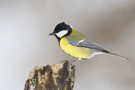 Great Tit (Parus major), male sitting on a tree stump covered with moss and lichen, Wildlife, Animals, Birds, Tits, Wilnsdorf, North Rhine-Westphalia, Germany