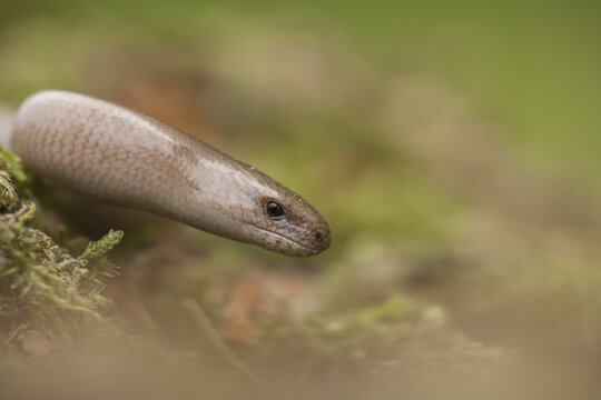 Slow worm (Anguis fragilis) adult reptile on a moss in spring, England, United Kingdom