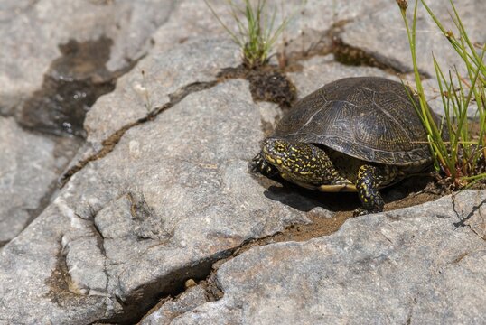 Emys Orbicularis, European Pond Terrapin, European Pond Tortoise, European Pond Turtle, European Pond Turtle, Critters, FFH, Greece, reptilia, reptiles, turtles, swamp turtle, tortoise, tortoise, turtles