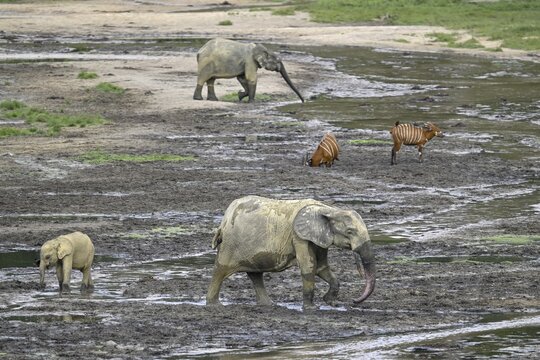 Forest elephants (Loxodonta cyclotis) and bongo antelopes (Tragelaphus eurycerus) in the Dzanga Bai forest clearing, Dzanga-Ndoki National Park, Unesco World Heritage Site, Dzanga-Sangha Complex of Protected Areas (DSPAC), Sangha-Mba&eacute;r&eacute; Prefecture, Central African Republic