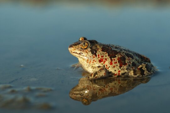 Common spadefoot, garlic toad, pelobates fuscus, amphibians, amphibians, amphibians, amphibians, toads