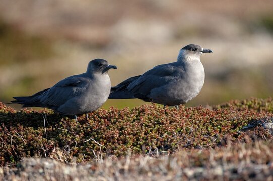 Arctic hunter, arctic skua, arctic tern, Norway, parasitic hunter, parasitic skua, parasite predatory gull, stercorarius parasiticus, varanger, birds, charadriiformes, limikolen, predatory gulls, stercorariidae, birds