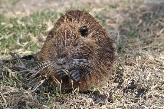 A musk rat (Ondatra zibethicus) with brown fur nibbles on a blade of grass, Camargue, Provence, France