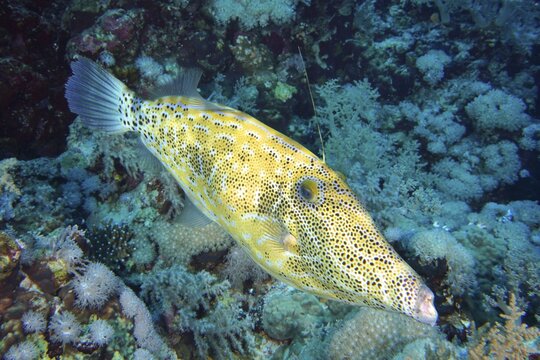 Scrawled filefish (Aluterus scriptus), Daedalus Reef dive site, Egypt, Red Sea