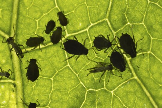Black bean aphid (Aphis fabae) adult aphids feeding on a leaf in summer, Suffolk, England, United Kingdom