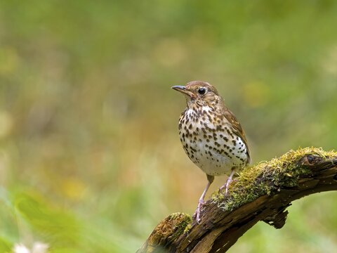Song Thrush (Turdus philomelos) sitting on a root, Solms, Hesse, Germany