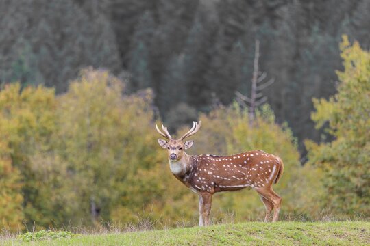 An axis deer stag (Axis axis) stands in a green meadow and watches the photographer attentively. A forest can be seen in the background