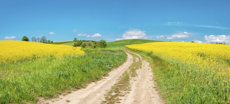 Panorama, Field path through blooming rape fields under blue sky with clouds in spring, Saale-Holzland-Kreis, Thuringia, Germany