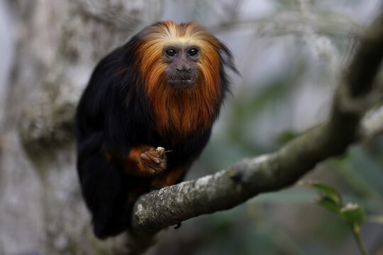 Golden-headed lion monkey (Leontopithecus chrysomelas), sitting on a branch, Germany