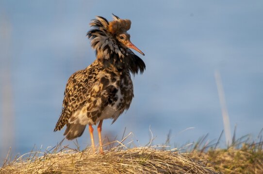Calidris Pugnax, fighter runner, Norway, Philomachus Pugnax, ruff, varanger, courtship, courtship behavior, birds, charadriiformes, courtship display, limikolen, male, snipe birds, scolopacidae, birds, waders, waders, waders