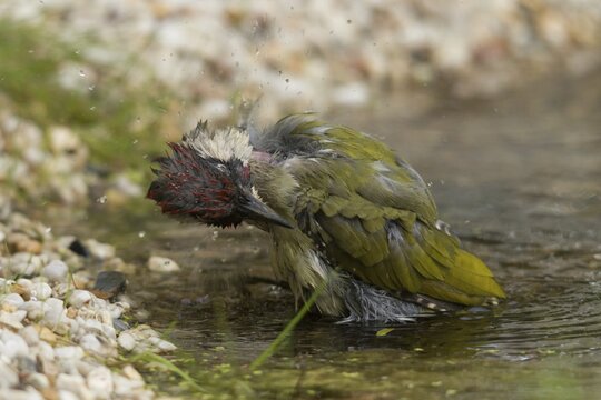 Green woodpecker, green woodpecker, picus viridis, bath, bird bath, birds, piciformes, woodpeckers, watering place, birdbath, birds, watering place, woodpecker