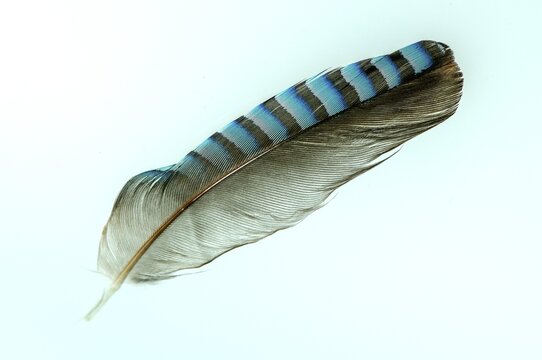 Feather of a jay (Garrulus glandarius), exempted, Vechta, Lower Saxony, Germany